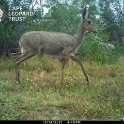 Grey rhebuck